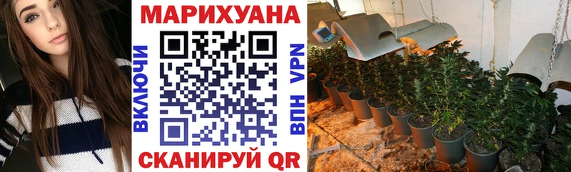 Конопля гибрид  Новосокольники 